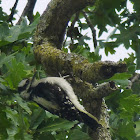 Downy Woodpecker