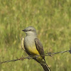 Western Kingbird