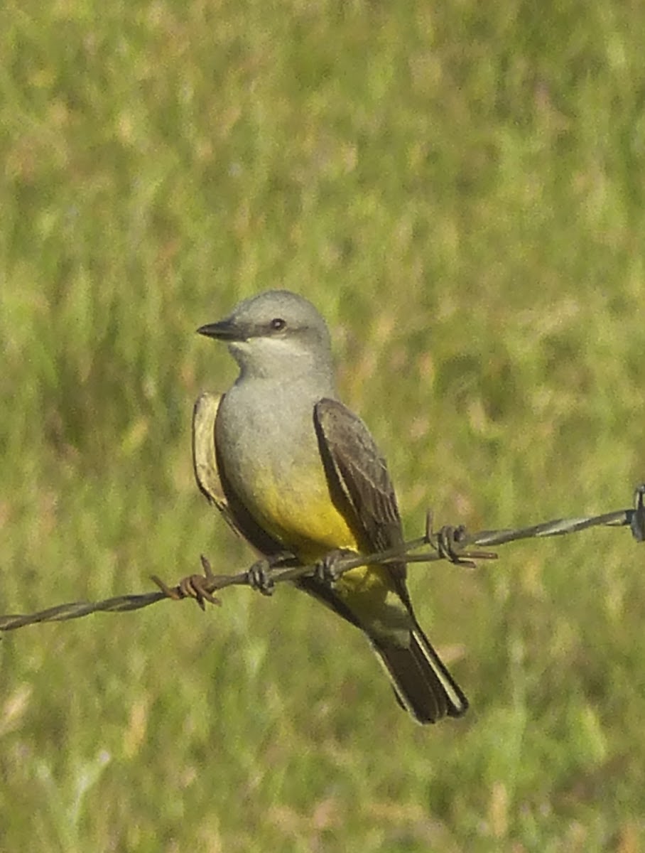 Western Kingbird