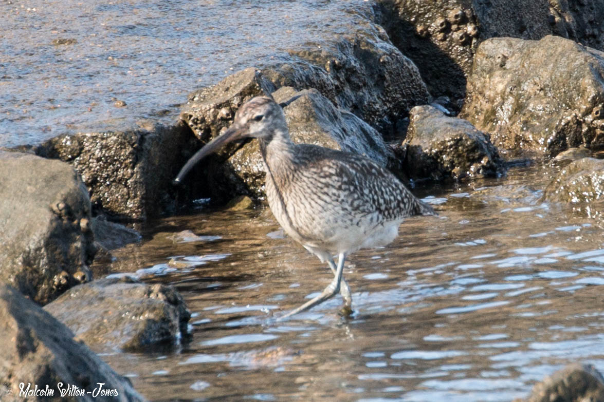 Whimbrel