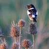 European Stonechat