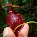 Pitcher Plant