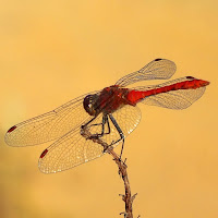 Libellula rossa di 