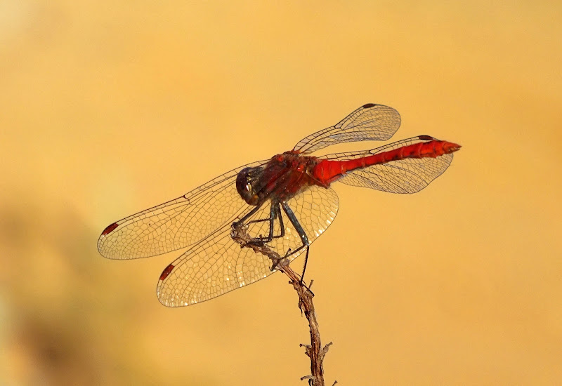 Libellula rossa di ale70