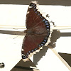 Mourning Cloak