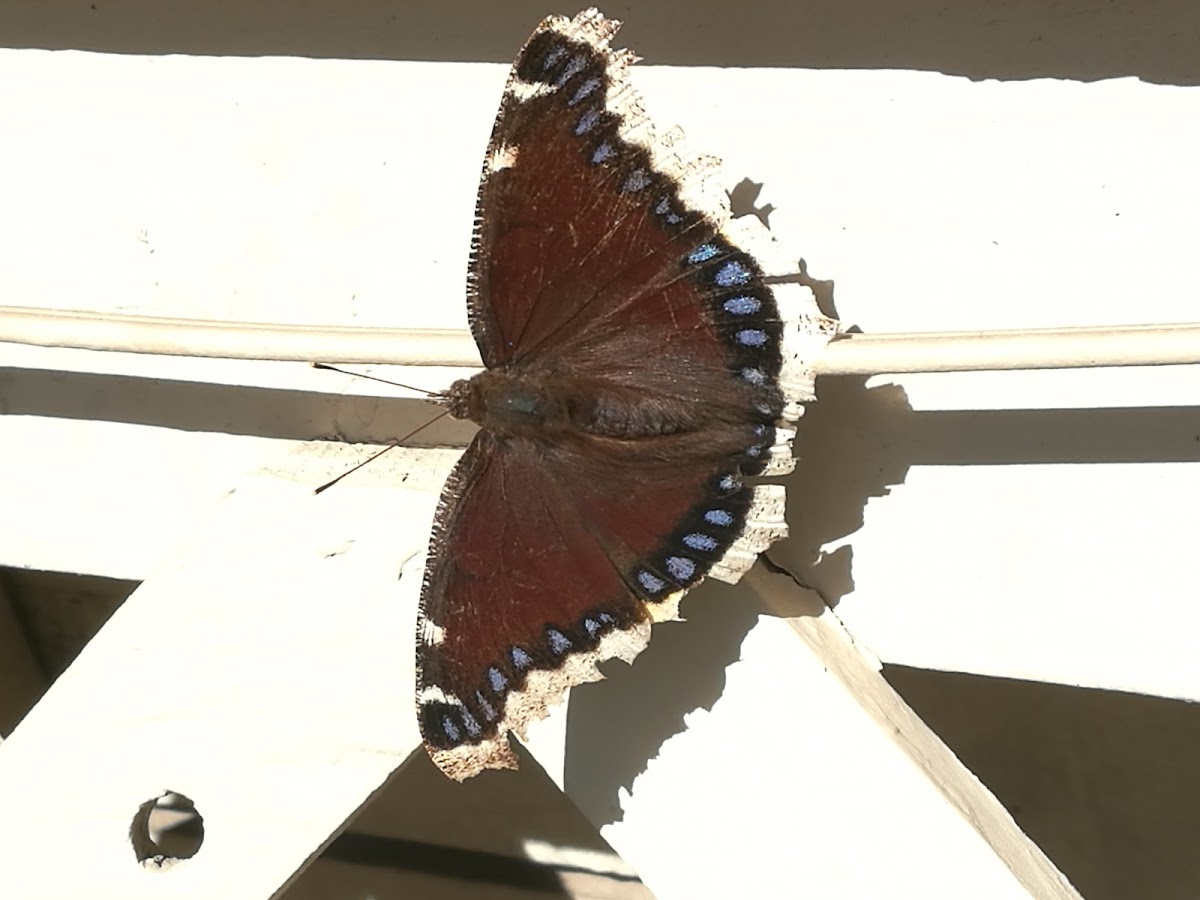 Mourning Cloak