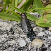 Punctured Tiger Beetle