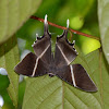 Tropical Swallowtail Moth