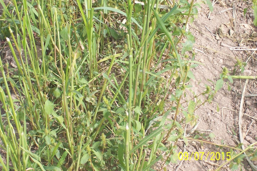 Fall 2015 Cover Crop Grazing JxxRjDl3wV0MYmRjePtC042FxxsfMnQtCGB-0oL7O1FdWBlrzPD-PAPfOB045SsO-LzCzdFmCE8MIOdhPtTzpxLMbm-dpOcj9iprX-NQWq53Zh2eVQ6yvItyd_Sz_XRo1Sr6KpypCy2cYBY0x85VR6xicDtasL5Mn3HFPDN3_S8x0yV_oMkBnOoiSXhzTZdK89v9KOrj0d8Bfp5Z-r-qqDRwUeP3M15wGDsR2uSa8X2iCG_OR8iE1-DEOHvso_KlNM_w3liEAQsccq6XKX2h2yl9w8uTLR30JKq7zGoWbtXUCKXKxxjIi4npzTGBIZ9wR55U6Us-B4YRY9to-pAJG8Hu9ZCI5tdvUFElkEry6PvBMrQsDvtSdeSWeiiXIPKSgG21ybEswXQPOrJkKMQAgJ7oFejxu-TQ1RnysHiUvttNtCJEnpkw9yKkSnhy6ryB_H9krf05stpaRQDsCQaPFTFkmMQLgymI5CCdUZOI5v7yKuWKCu8ErF74WsYIwnYyGbXHDrTbwv_PYkI6dtXriTwi_tHtv5GAHFkh_eGdono_0Ksz8af718Erj5yvyNnOWhobZ9I7bSt_82Vh2KuXICBjh6yMmdWedLvYRuyXifOU9LkgFEuU1ci7_IyHF9EaaH6Jdnlr2HyrwC7Vx05BpL1WgeXl07r2=w828-h552-no