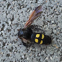 Mammoth Wasp