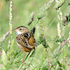 Sedge Wren