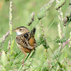 Sedge Wren