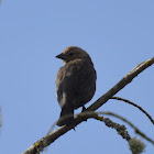 Brown headed cowbird