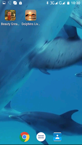 免費下載個人化APP|Dolphins Live Video Wallpaper app開箱文|APP開箱王