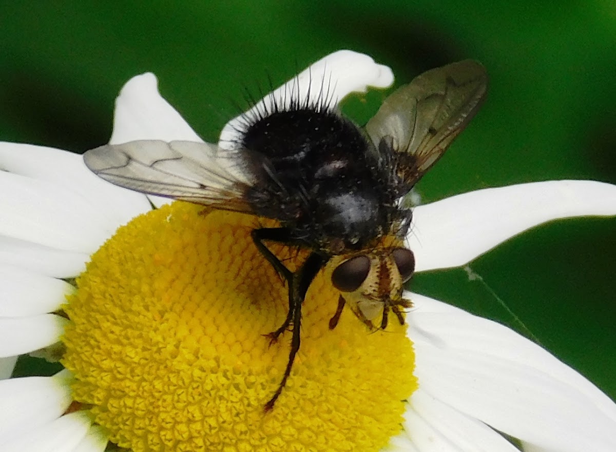 Tachinid Fly