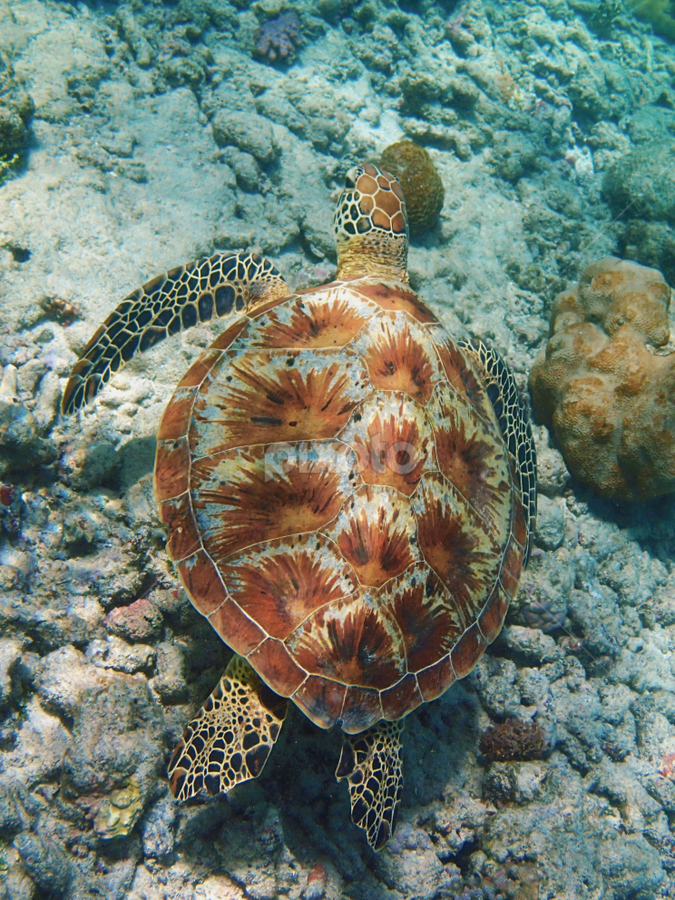 green sea turtle shell drawing