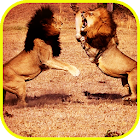 Pk African Lions Fight 2.01