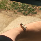 Red Eyed Cicadas