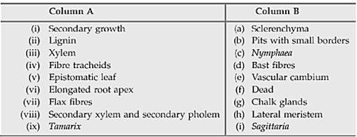 The tissue system