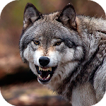 Cover Image of 下载 Wolf Wallpaper HD : backgrounds & themes 11.0 APK