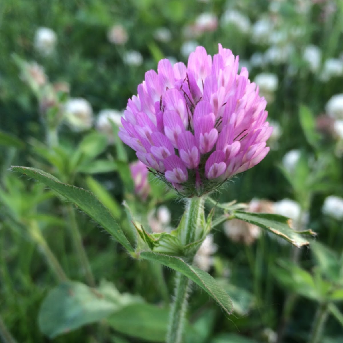 Red Clover