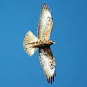 Galapagos Hawk