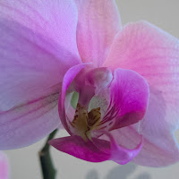 Particolare di un'orchidea di 