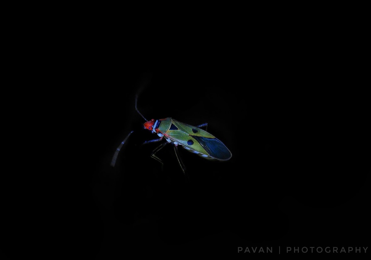 Red cotton stainer bug