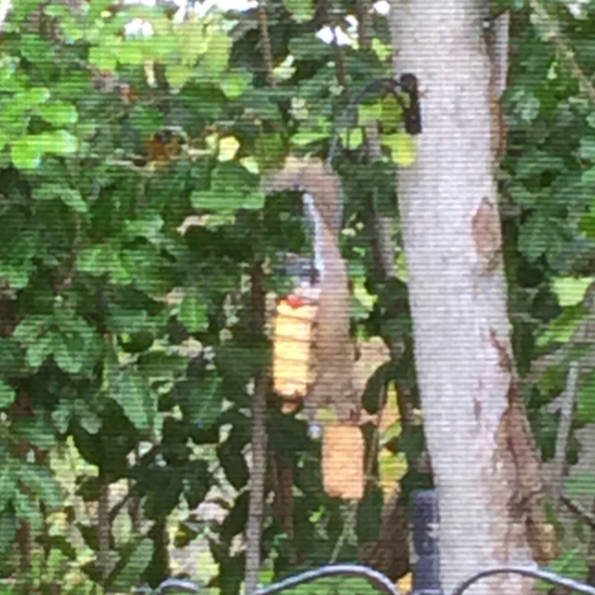 Eastern grey squirrel