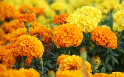 http://hdwpics.com/images/1F69EC1DB0D1/Marigolds.jpg