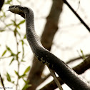 Rat snake