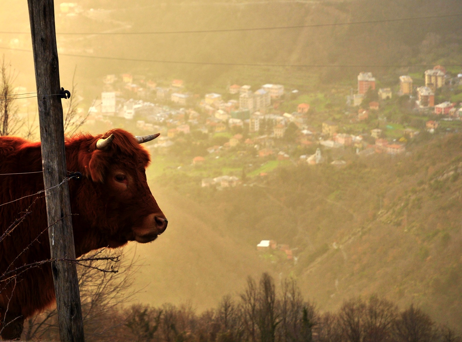 Toro con vista di anser