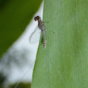 Small Minnow Mayfly ♂