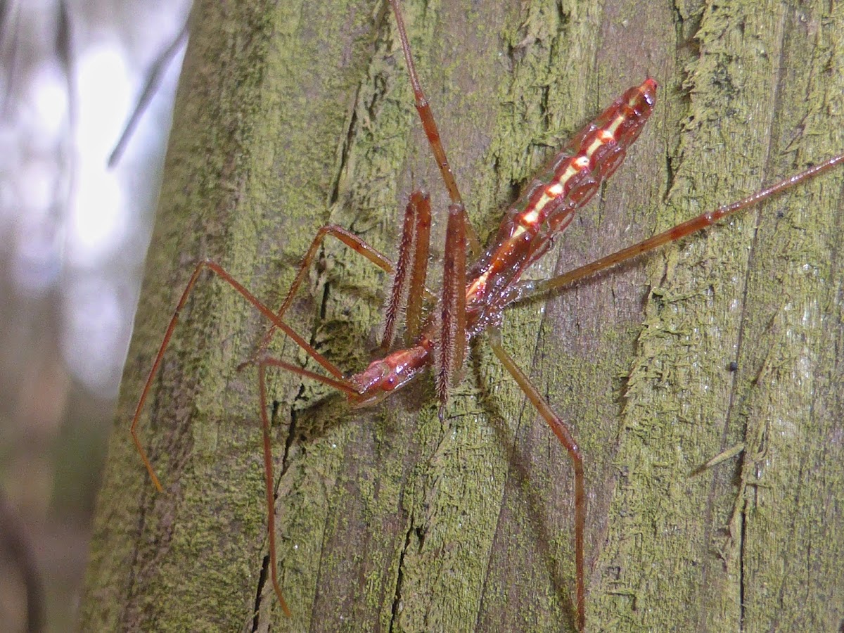 Assassin Bug