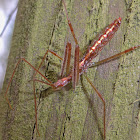 Assassin Bug