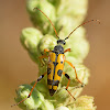 Spotted Longhorn