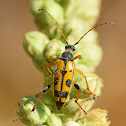 Spotted Longhorn