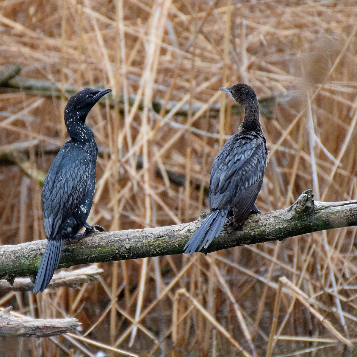 Pygmy Cormorant