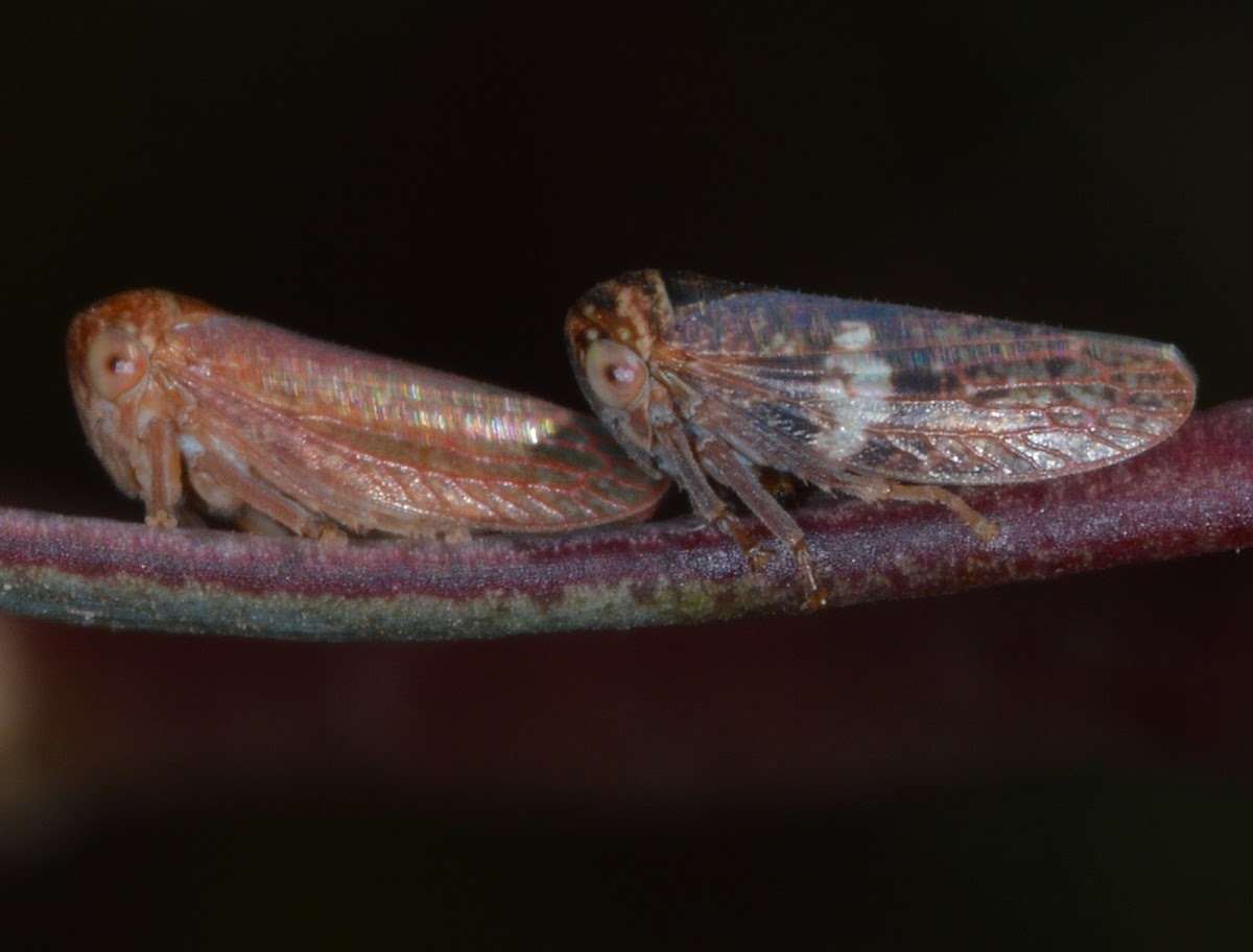 Mottled-brown (Left) & She-oak (Right) Leaf hoppers