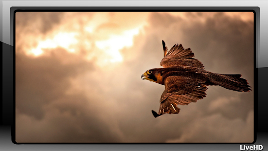 How to download Falcon Wallpaper 1.0 unlimited apk for android