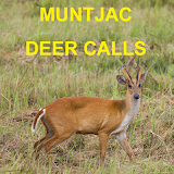 Muntjac Deer Calls