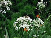 Chives are easily grown from seed or seedlings.