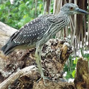 Yellow-crowned Night Heron immature