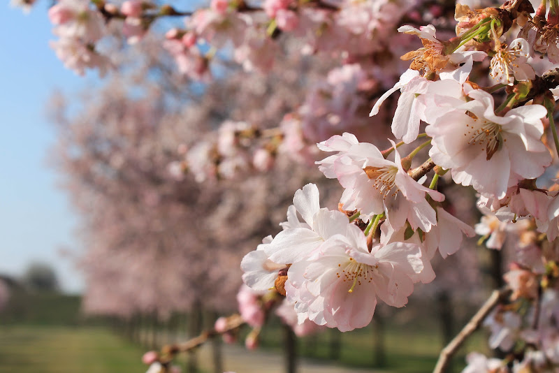 primavera a Venaria di efferre_