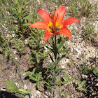 Wood Lily