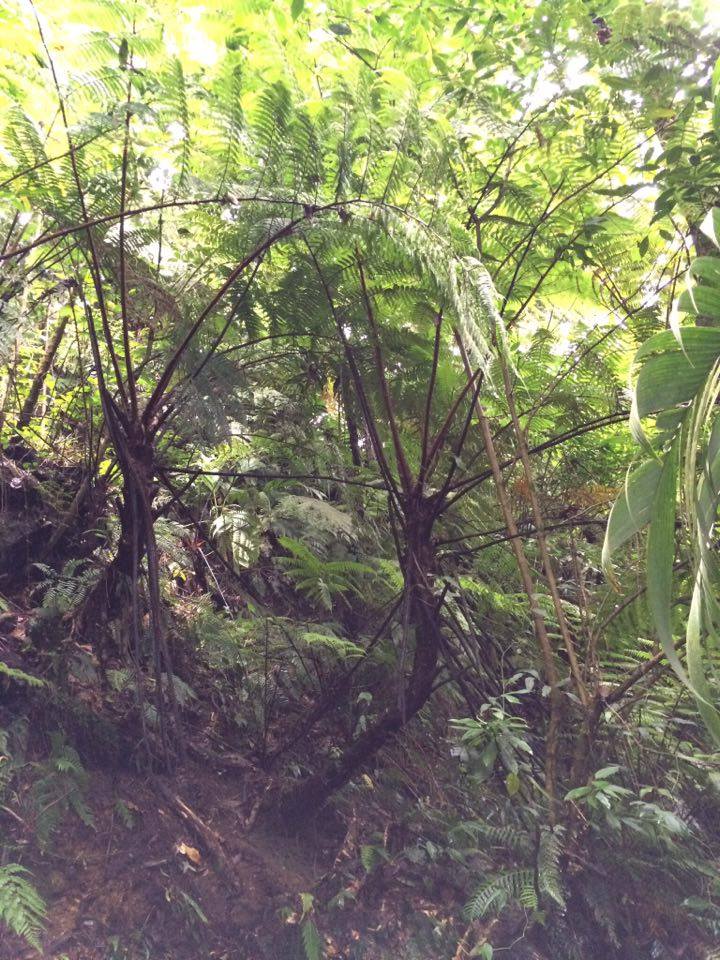 Helecho arborescente