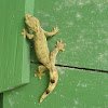 Southern Gecko