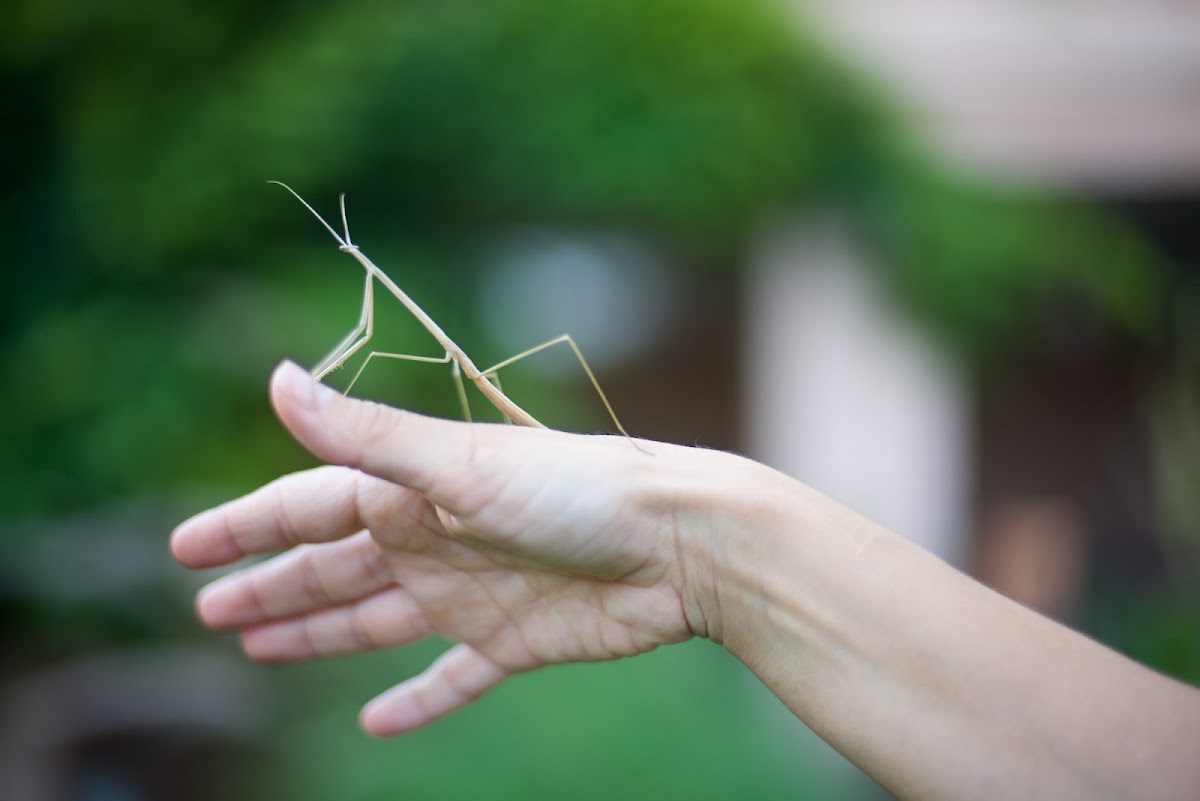 Stick mantis