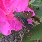 Long-Tailed Skipper