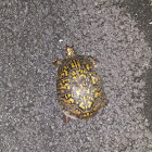 Eastern Box Turtle